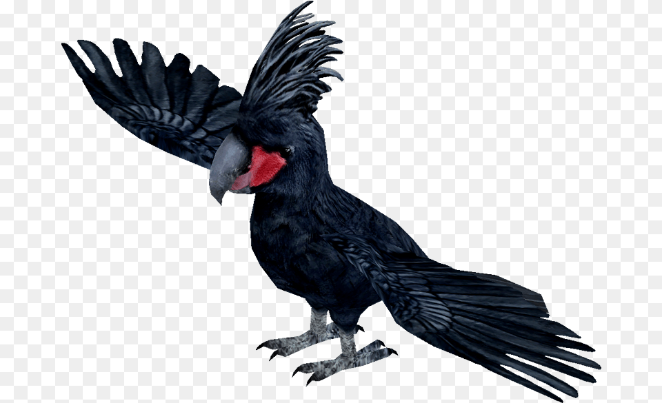 Ytswhay Palm Cockatoo Clip Art, Animal, Bird, Chicken, Fowl Free Png Download