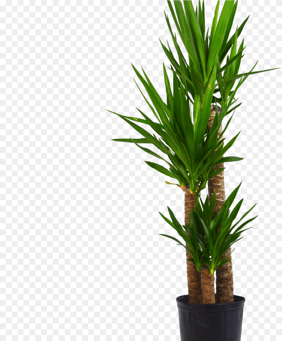 Yuca Elephantipes Quotspineless Yucca Houseplant, Plant, Potted Plant, Tree, Palm Tree Free Transparent Png