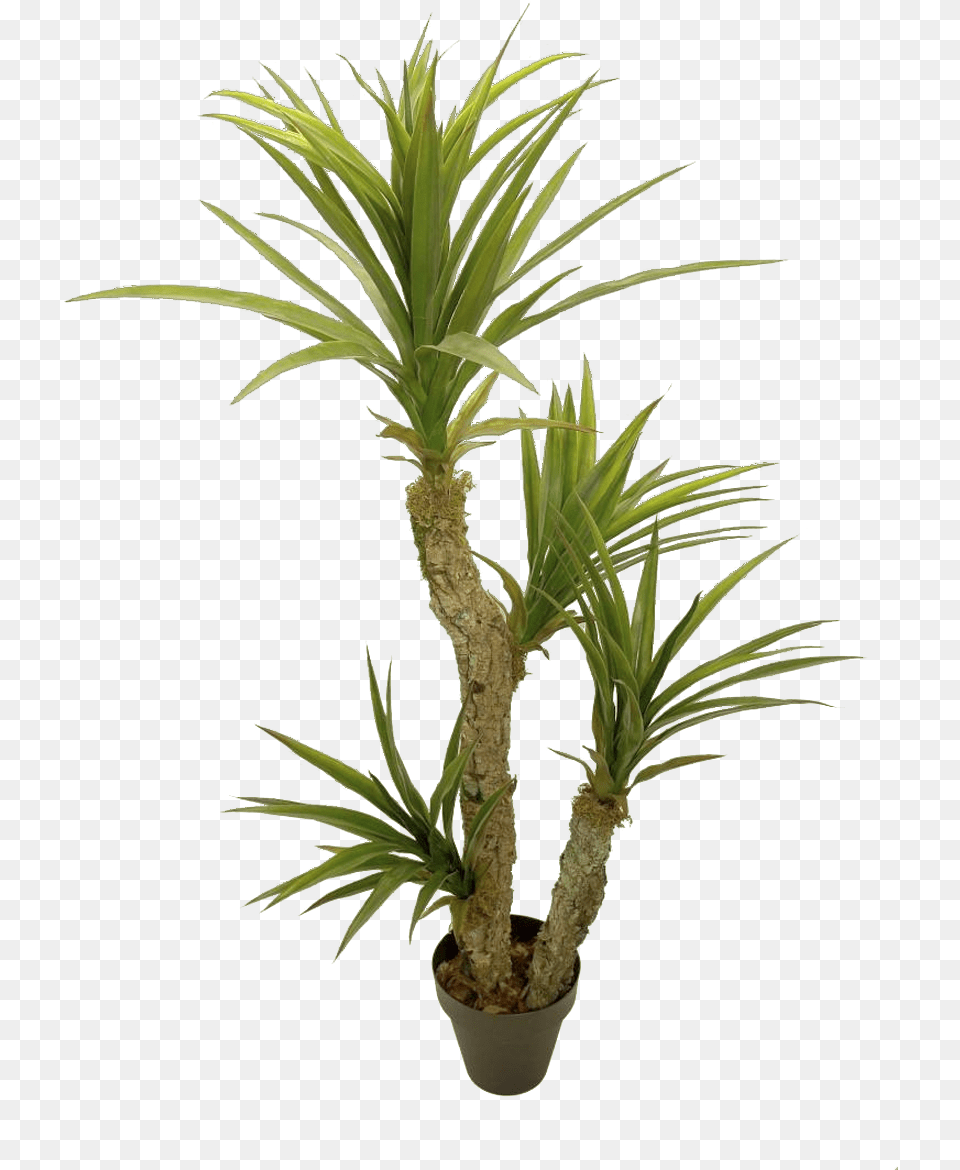 Yuca Houseplant, Palm Tree, Plant, Tree Free Transparent Png