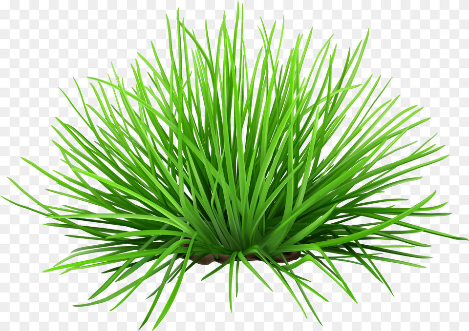 Yucca Free Transparent Png