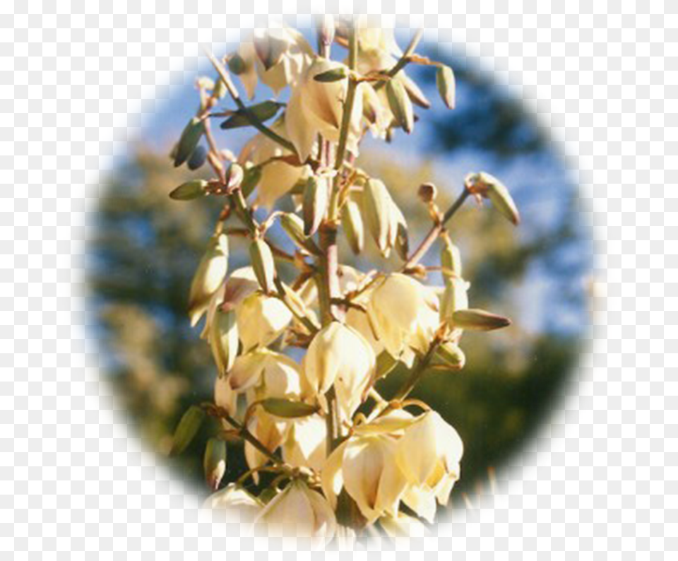 Yucca, Agavaceae, Plant, Flower Free Png