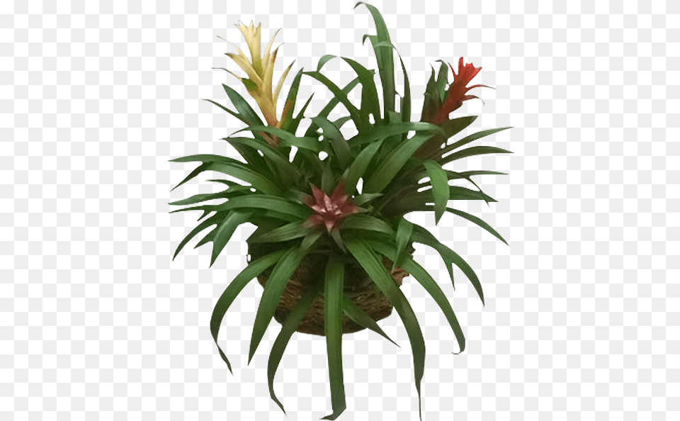Yucca, Plant, Potted Plant, Flower Free Png