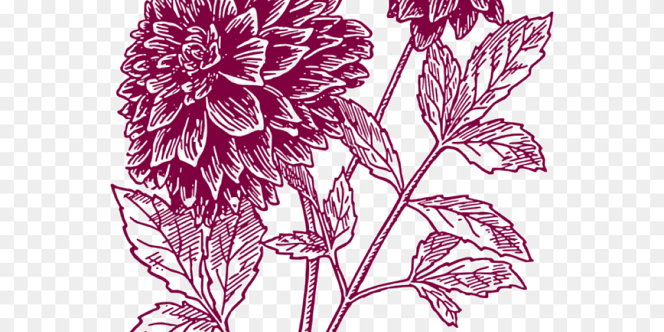 Yucca Black Dahlia Flower Drawing, Purple, Pattern, Graphics, Art Free Png