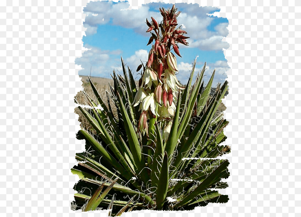 Yucca Blossom Tote Bag Yucca Blossom, Agavaceae, Plant, Flower Free Png Download