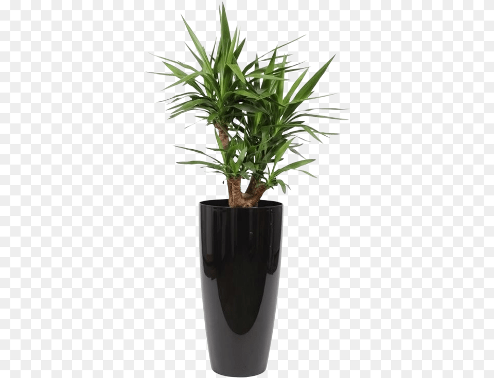 Yucca Branches In Ornamental Pot Water Meter Florastore Plants For Oxygen Indoors, Plant, Potted Plant, Tree, Jar Free Png