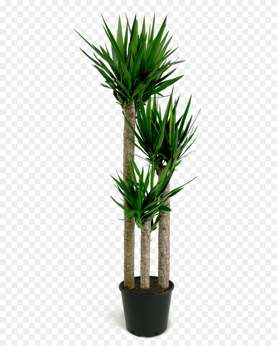 Yucca Cane Image With Yucca, Plant, Tree, Palm Tree, Potted Plant Free Png Download