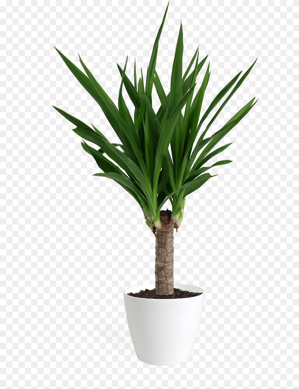 Yucca Cane Small Yucca, Plant, Potted Plant, Tree, Palm Tree Free Transparent Png