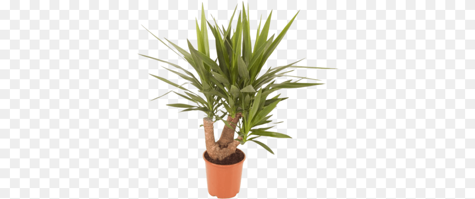 Yucca Elephantipes Branched Tough And Flowerpot, Plant, Tree, Palm Tree Png