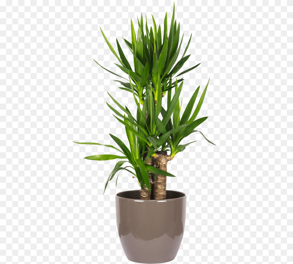 Yucca Elephantipes Palme Dracaena Lemon Lime, Plant, Potted Plant, Tree, Aloe Free Png