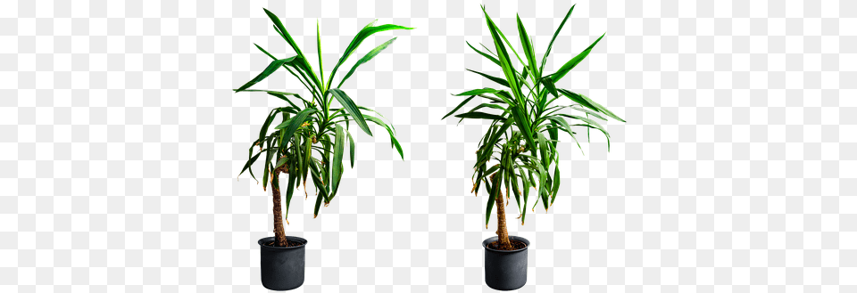 Yucca Isolated Flowerpot, Leaf, Palm Tree, Plant, Potted Plant Png Image