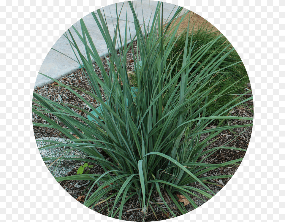 Yucca Plant, Agavaceae, Grass, Vegetation, Flax Png Image