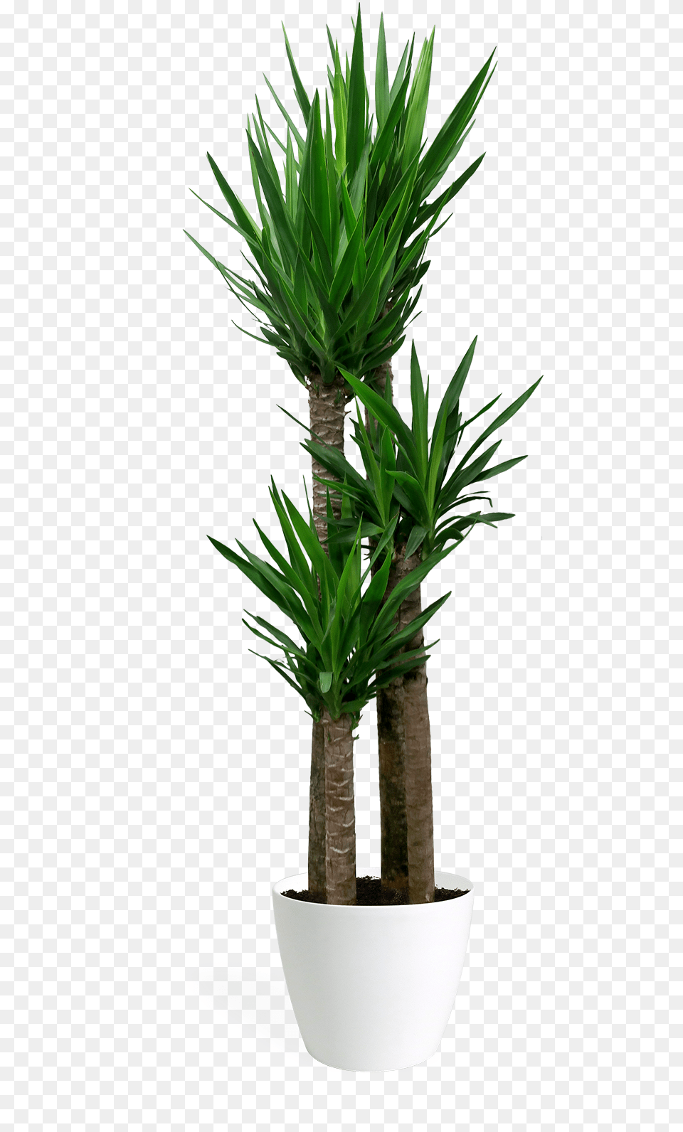 Yucca Plant, Potted Plant, Tree Free Png