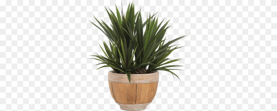 Yucca Plant Houseplant, Potted Plant, Agavaceae Free Png Download