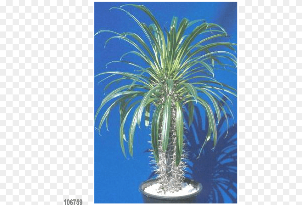 Yucca Plant Madagascar Palme, Palm Tree, Potted Plant, Tree Png Image
