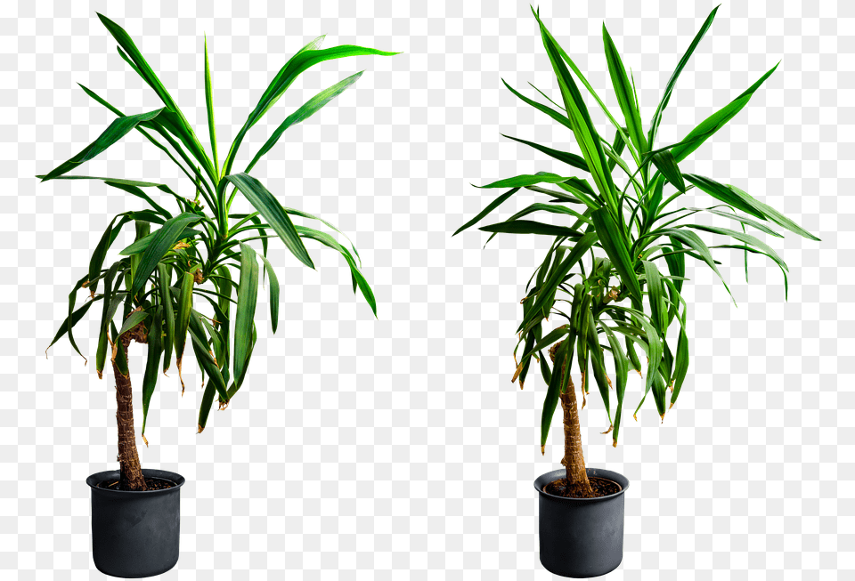 Yucca Planta, Leaf, Palm Tree, Plant, Potted Plant Free Png