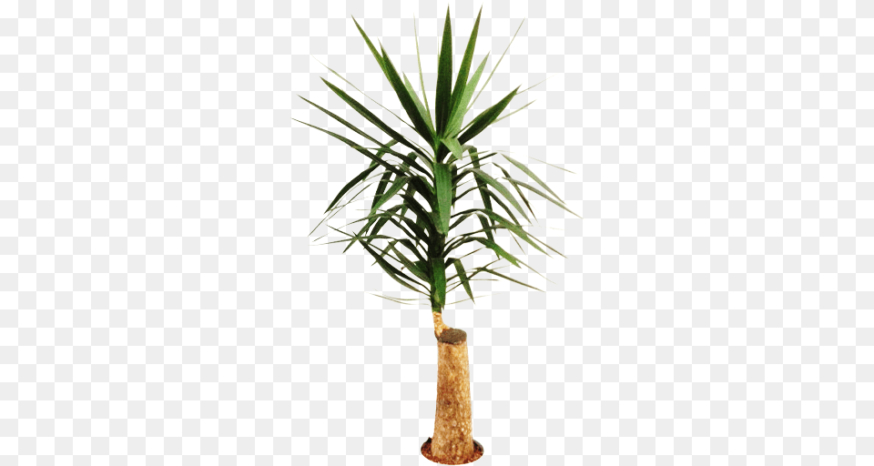 Yucca Stem H140 Palm Tree Animated Gif, Palm Tree, Plant Png Image