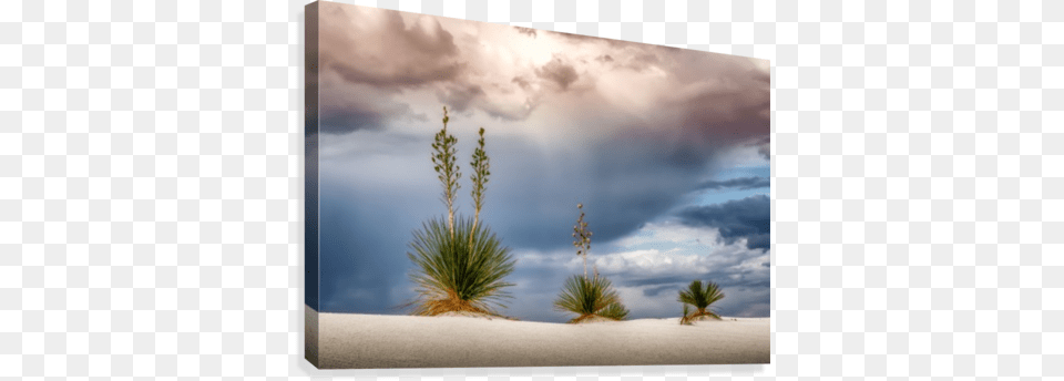 Yucca Three Canvas Print Yucca, Nature, Outdoors, Sky, Scenery Free Png