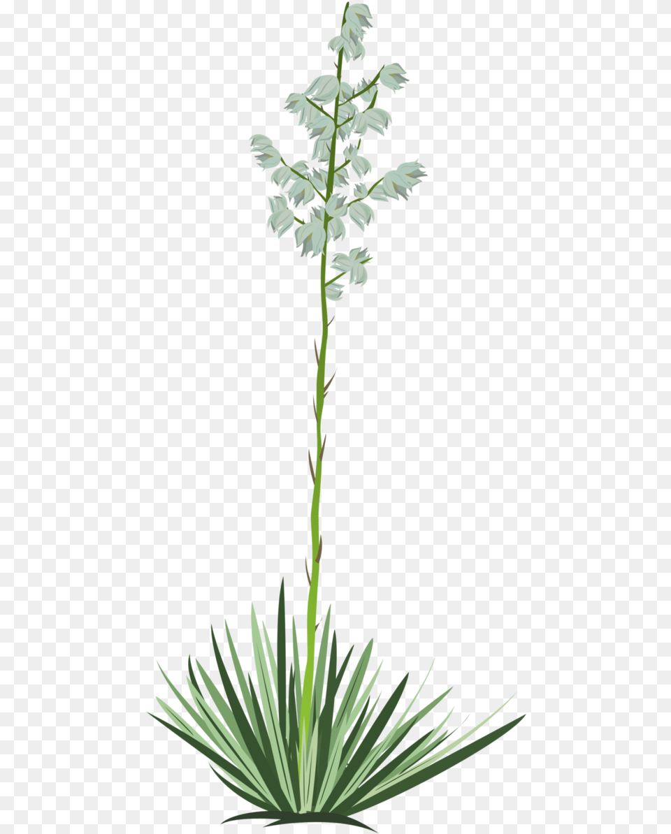 Yucca Vector Yucca Tree Transparent Background, Flower, Plant, Grass, Agavaceae Free Png Download