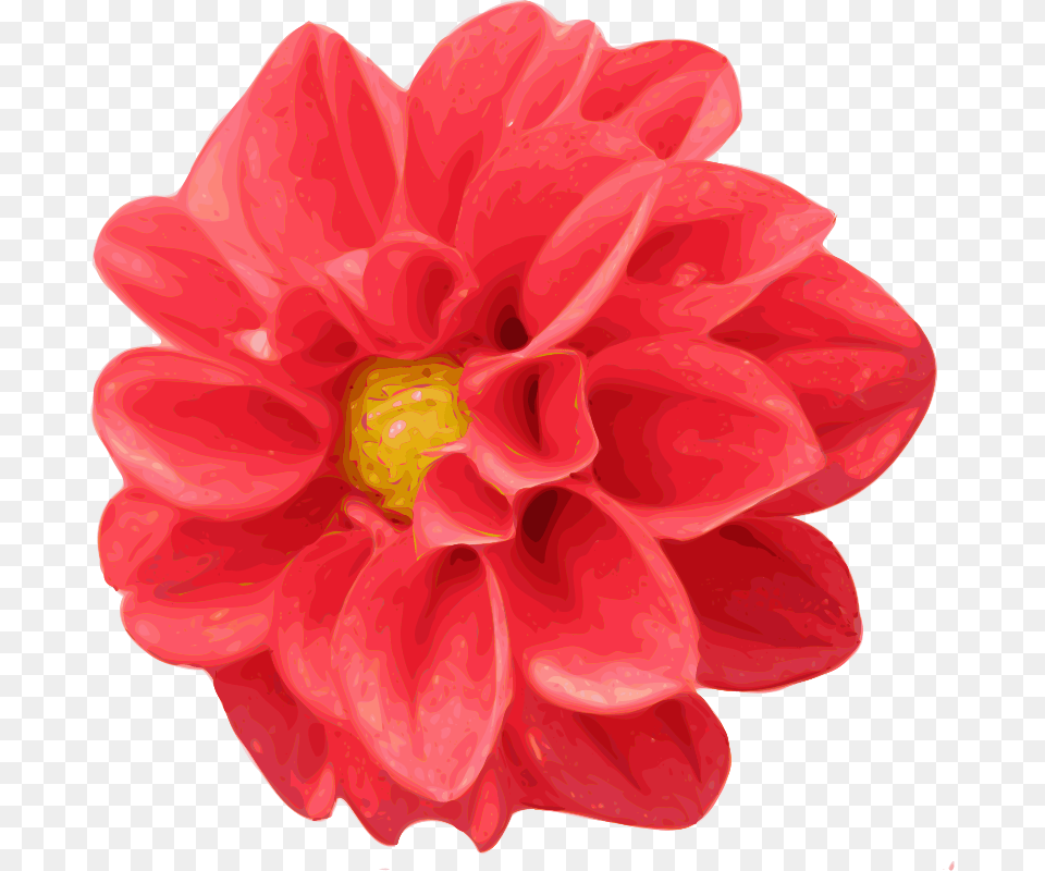 Yves Guillou Dahlia, Flower, Plant Free Png