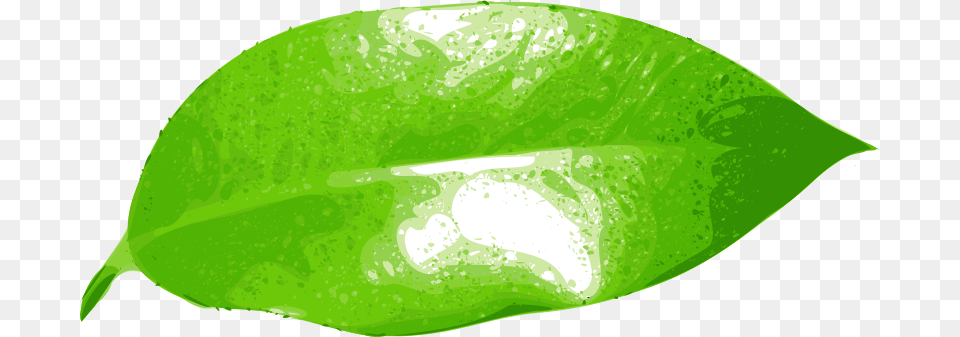 Yves Guillou Ficus Leaf, Plant, Flower Free Transparent Png