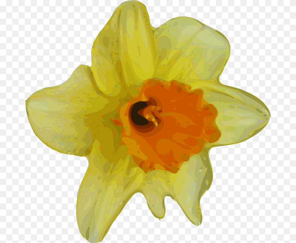 Yves Guillou Flower, Daffodil, Plant, Person Free Png