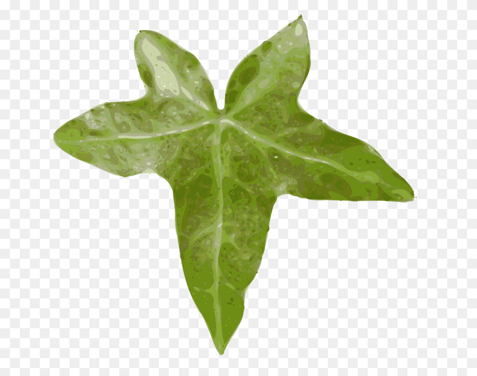 Yves Guillou Lierre, Leaf, Plant, Tree Free Png Download