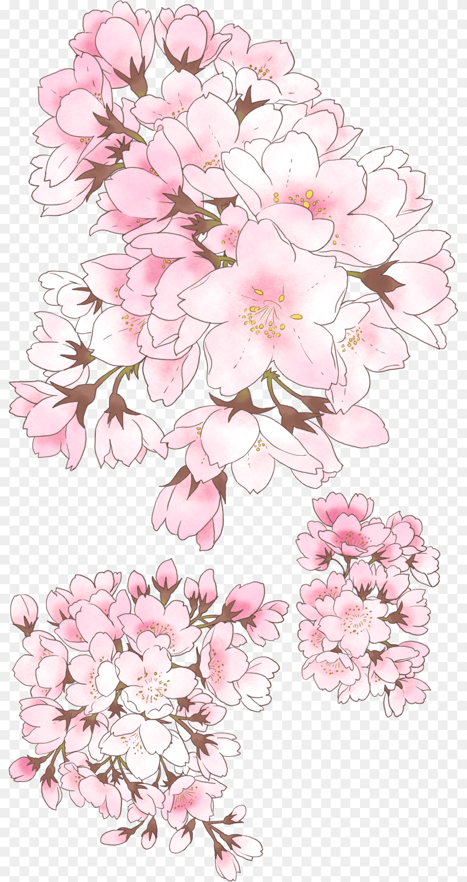 Yvonne De Salle Anime Cherry Blossom Drawing, Flower, Plant, Petal, Cherry Blossom Png