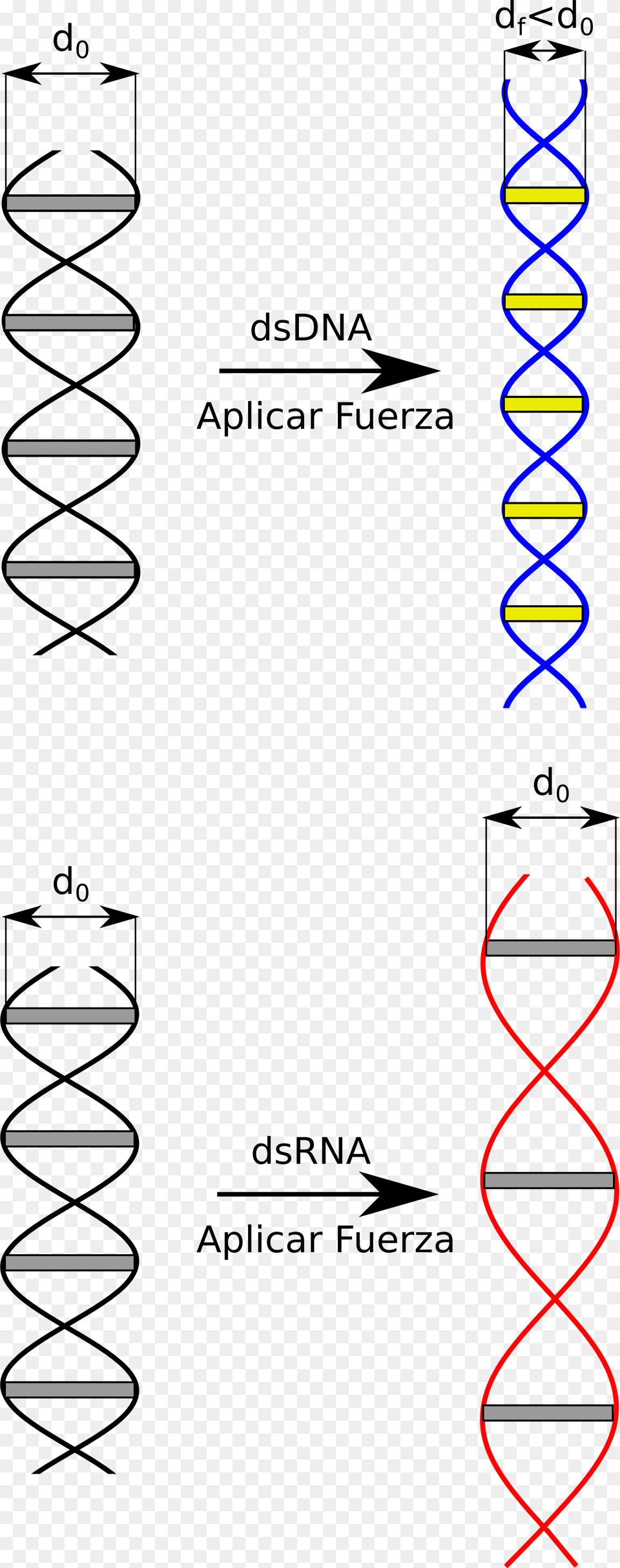 Yy Dna Rna Fuerza Estructura Atomica Del Adn, Coil, Spiral Png