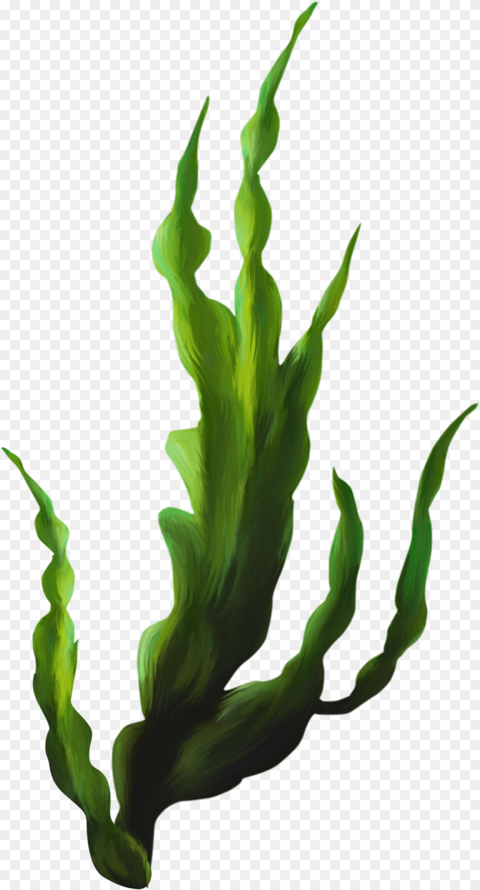 Z Transparent Seaweed, Grass, Green, Plant, Leaf Png Image