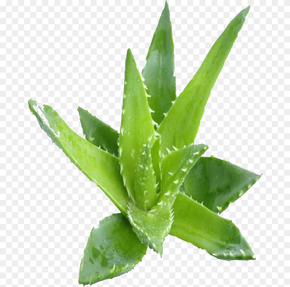 Z 646 Z 646 Aloe Vera Plante, Plant Free Png