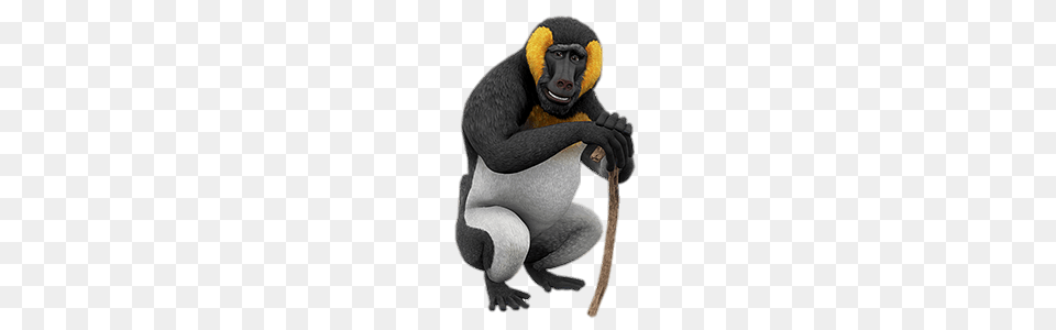 Zafari Character Babatua The Baboon With Frog Legs, Animal, Mammal, Monkey, Wildlife Png