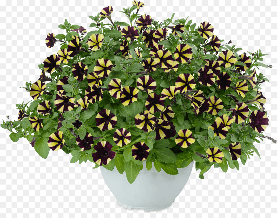 Zahradni Chryzantema, Flower, Pottery, Potted Plant, Planter Free Png Download
