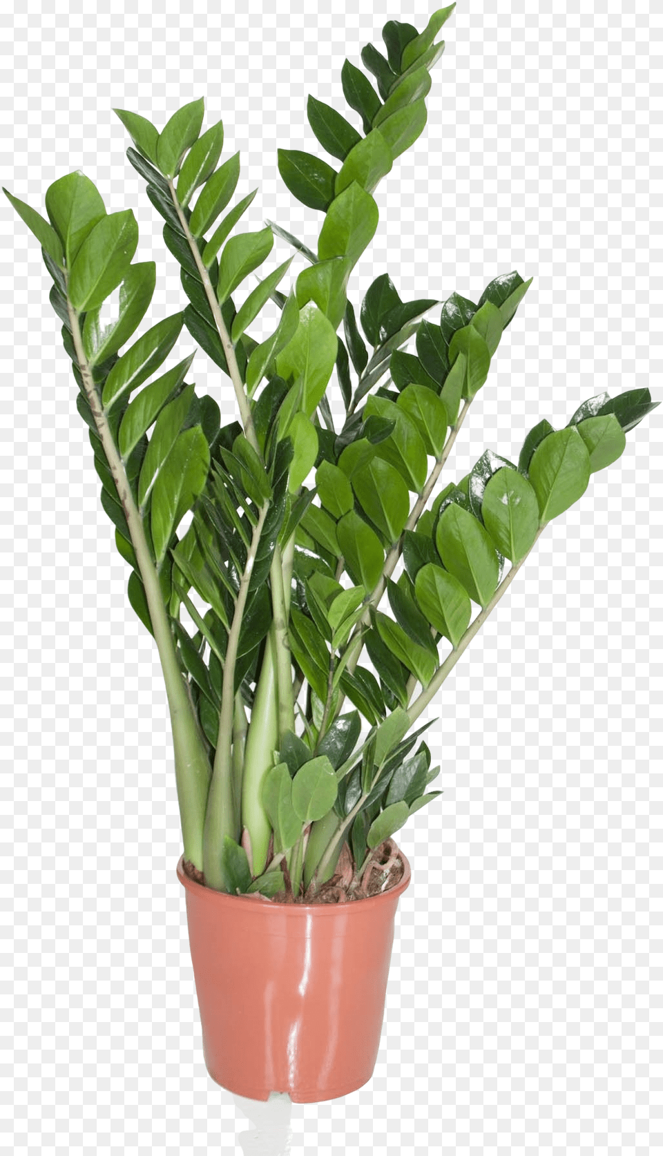 Zamioculcas Emerald Palm Zanzibar Gem, Leaf, Plant, Potted Plant Png Image