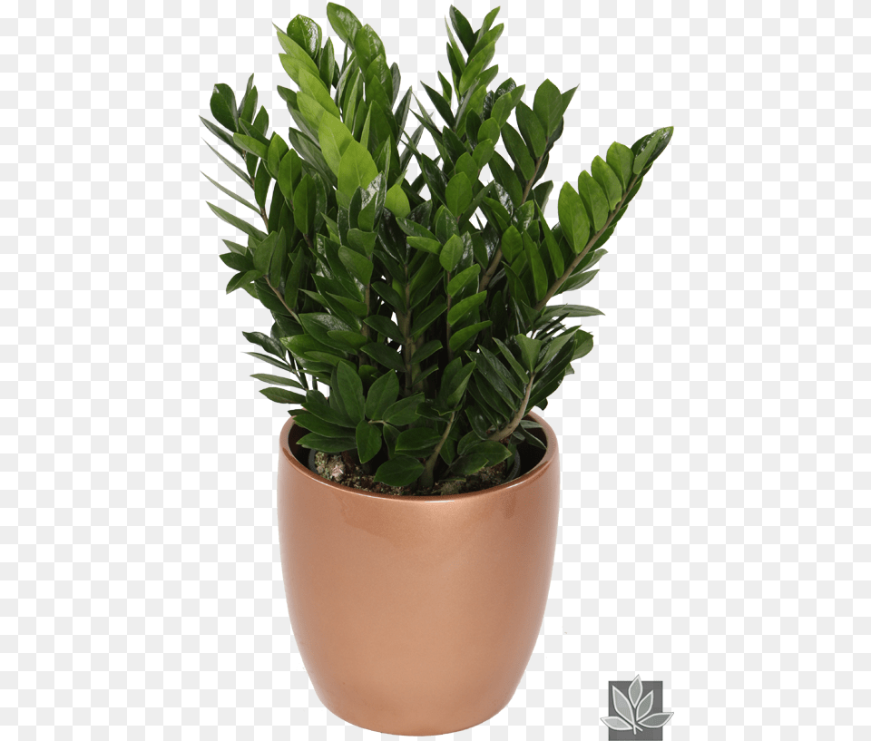 Zamioculcas Zamiifolia Or 39zz39 Plant Pflanzen Fr Innen Wenig Licht, Leaf, Potted Plant, Jar, Planter Free Png Download