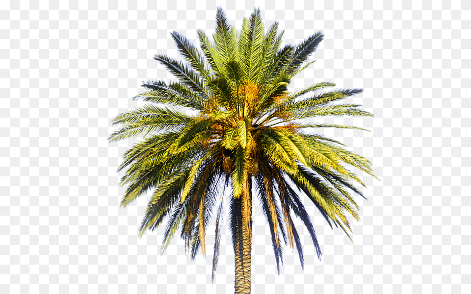 Zaqqum Tree In Urdu, Palm Tree, Plant Png