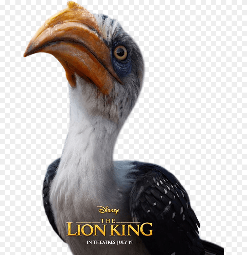 Zazu Lion King Live Action, Animal, Beak, Bird Free Png Download