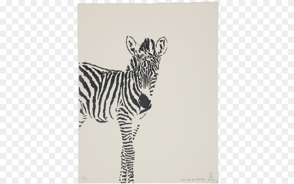 Zbre Zebra Cub White Background, Animal, Mammal, Wildlife Png Image