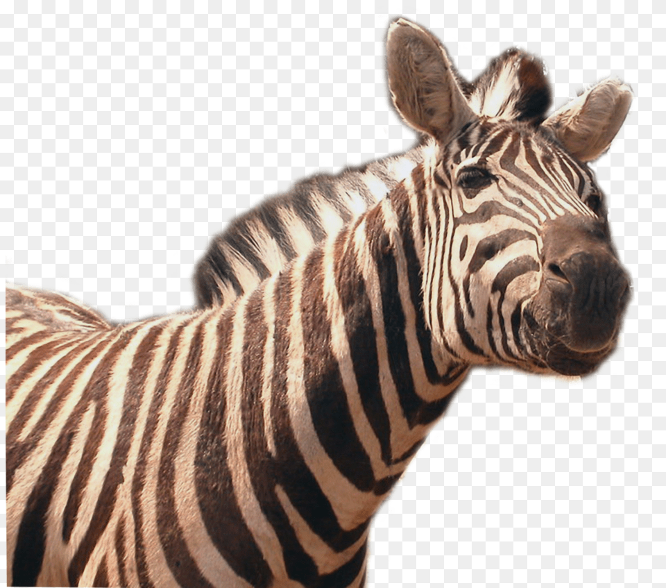 Zebra, Animal, Mammal, Wildlife Png