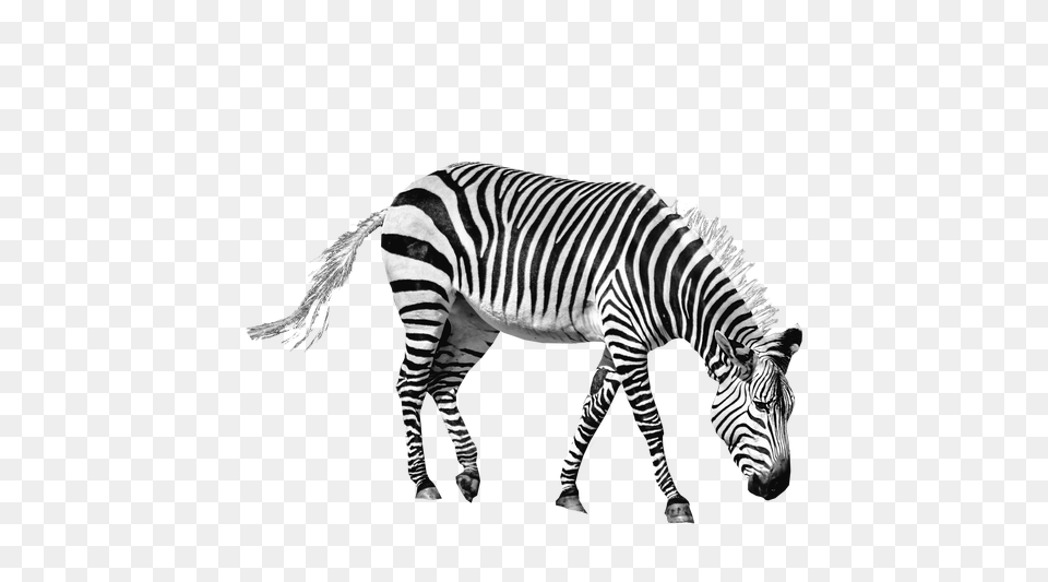 Zebra, Animal, Mammal, Wildlife Free Png Download