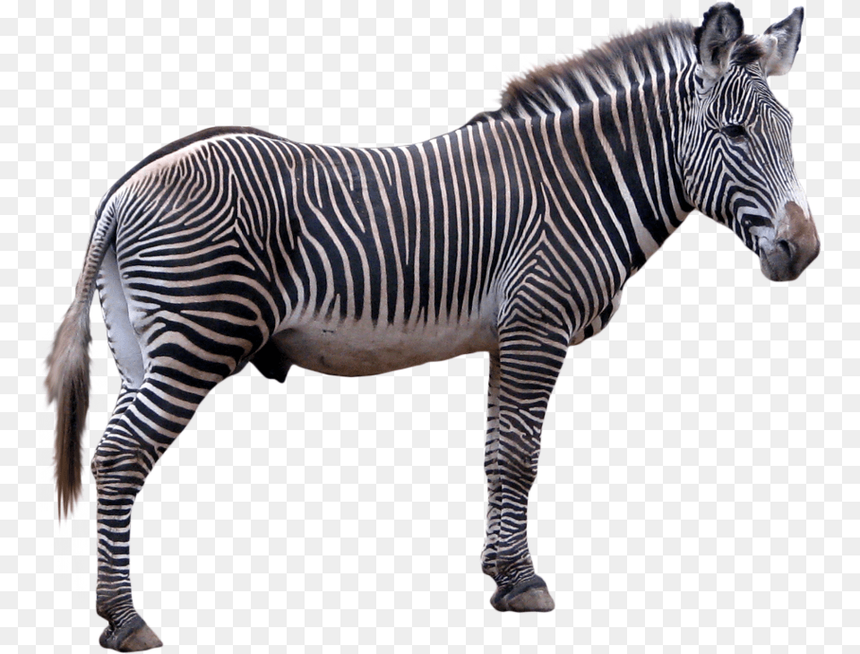 Zebra, Animal, Mammal, Wildlife Free Png