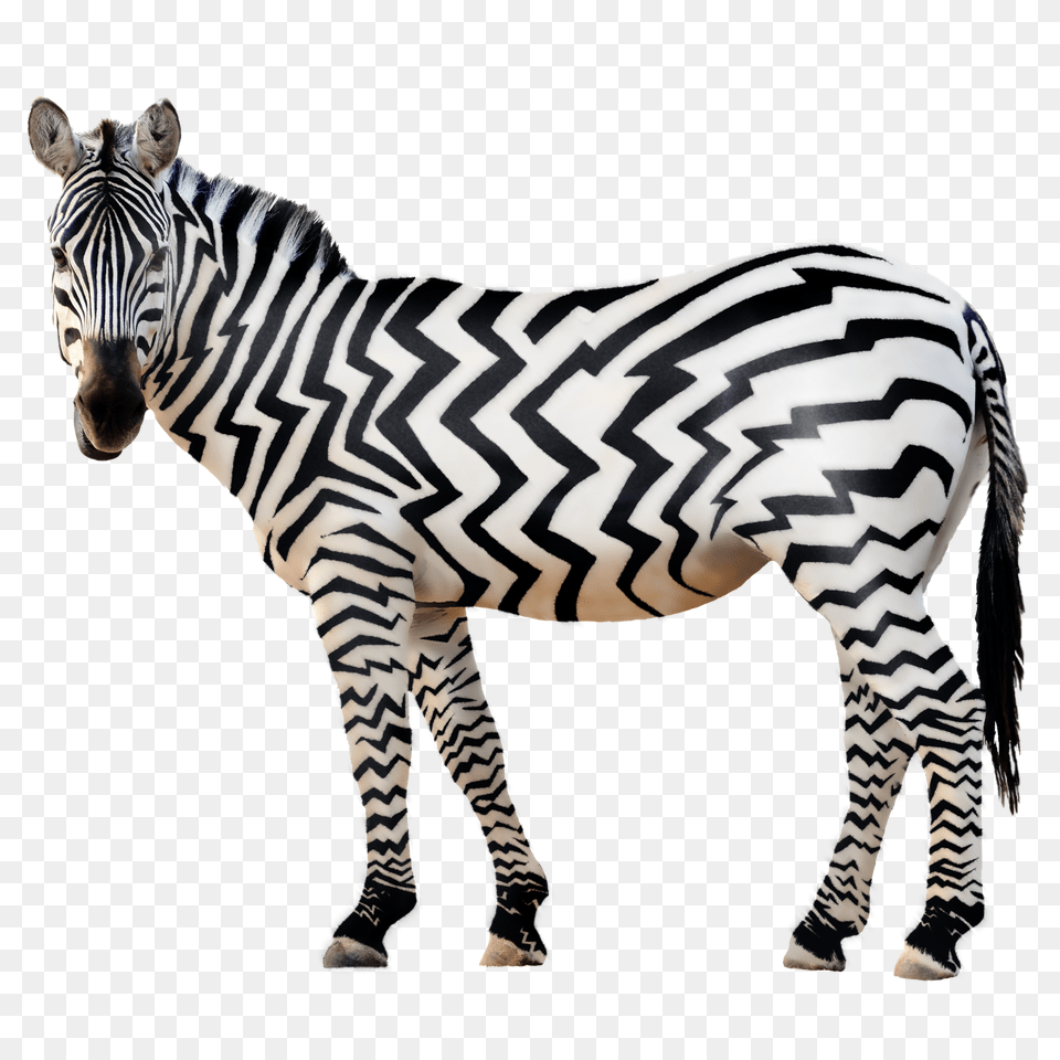 Zebra, Animal, Mammal, Wildlife Free Png