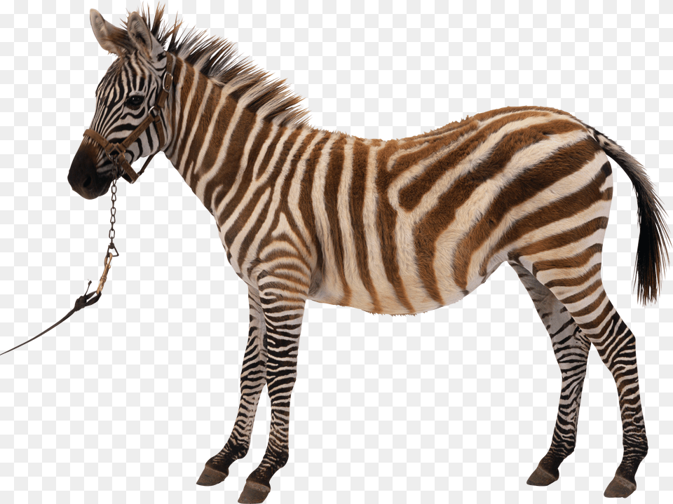 Zebra, Person Png