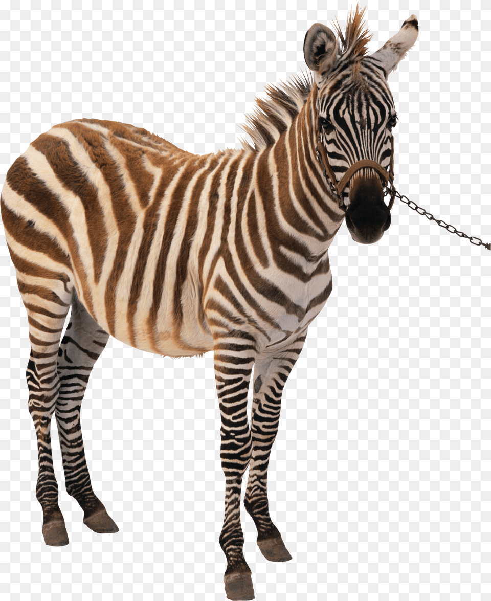 Zebra Free Png Download