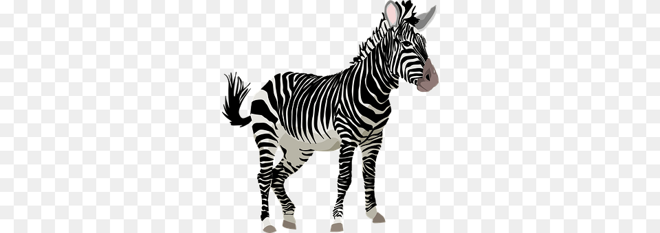 Zebra Animal, Mammal, Wildlife Png