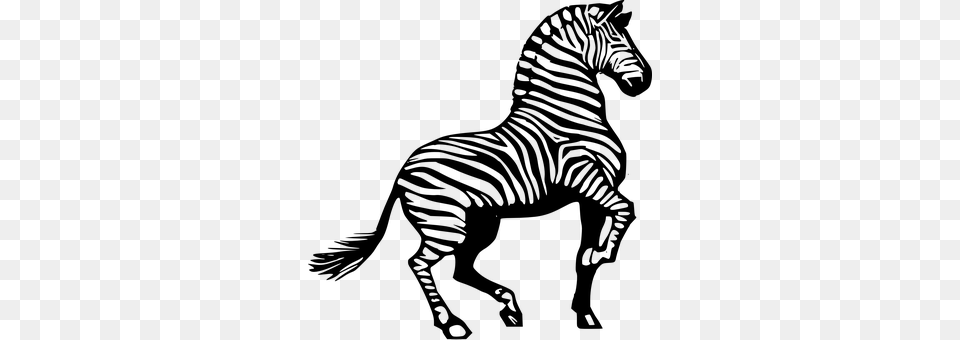 Zebra Gray Png Image