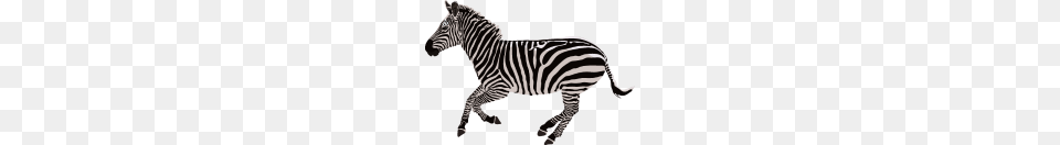 Zebra, Animal, Mammal, Wildlife Free Png