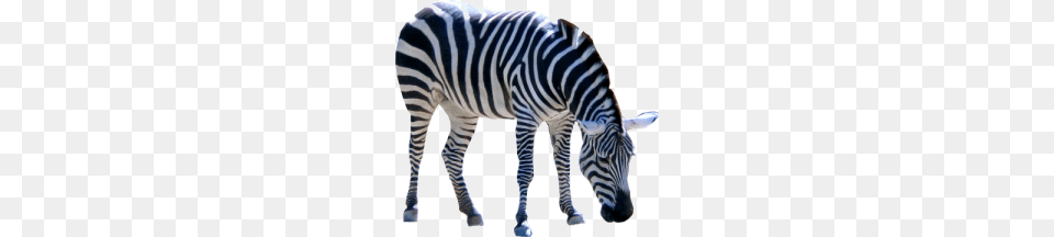 Zebra, Animal, Mammal, Wildlife Png