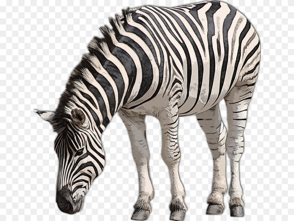 Zebra, Animal, Mammal, Wildlife Free Png