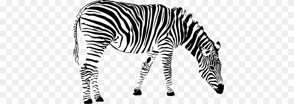 Zebra Animal, Mammal, Wildlife Free Transparent Png