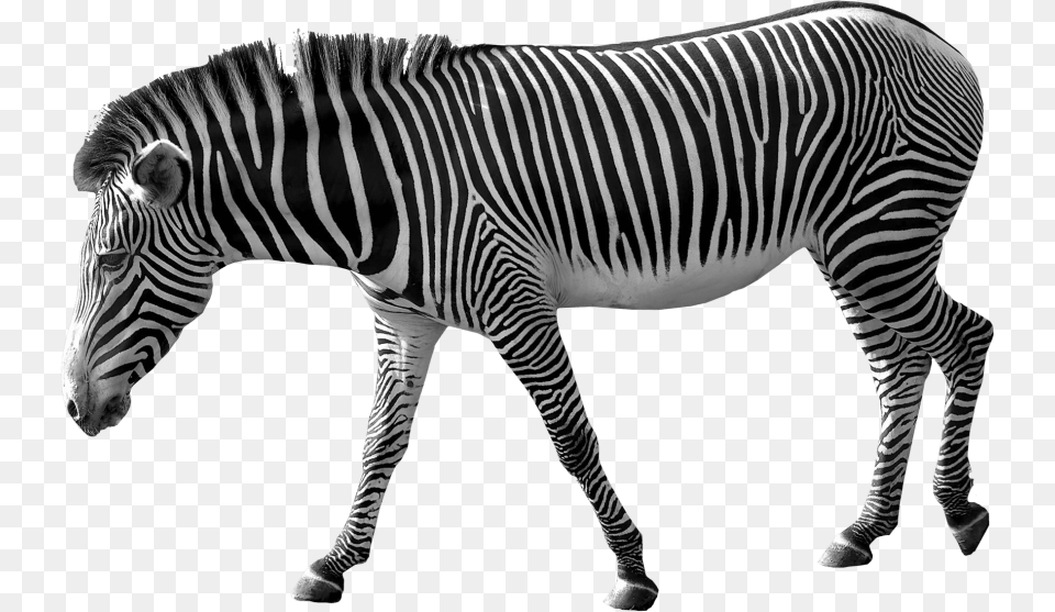 Zebra, Animal, Mammal, Wildlife Png